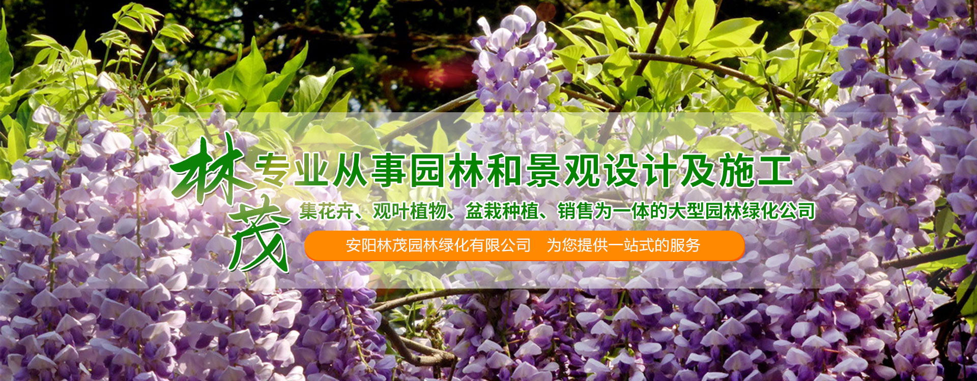 花卉盆栽苗木種植,盆栽苗木基地批發