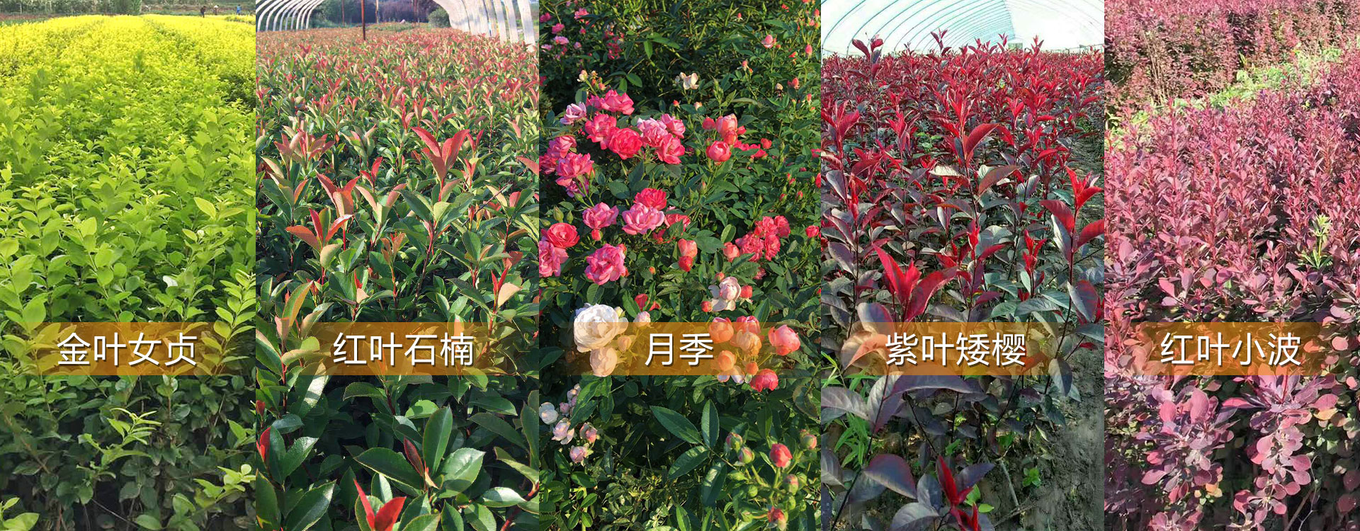 花卉盆栽苗木種植,盆栽苗木基地批發