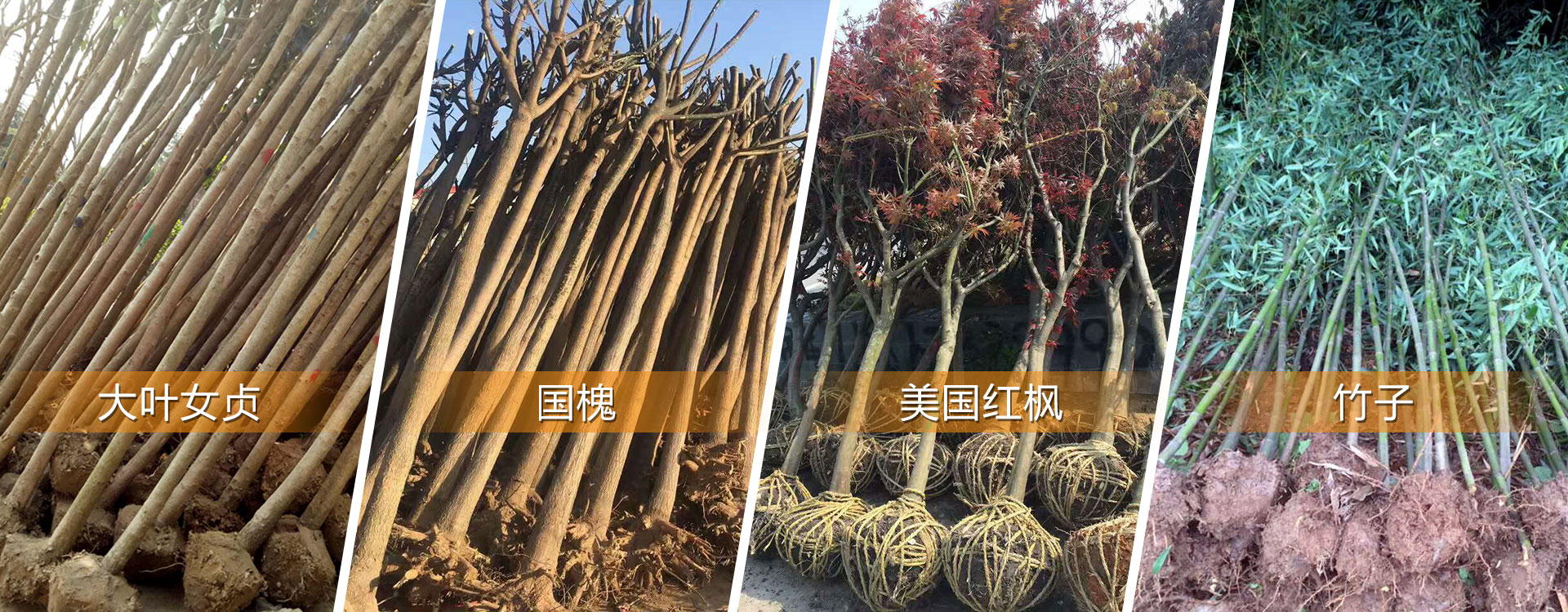 花卉盆栽苗木種植,盆栽苗木基地批發