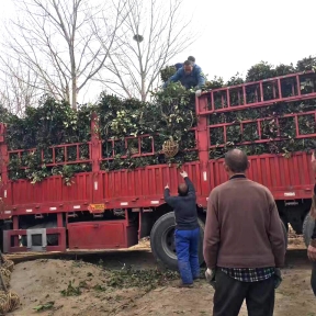 盆栽裝車現場
